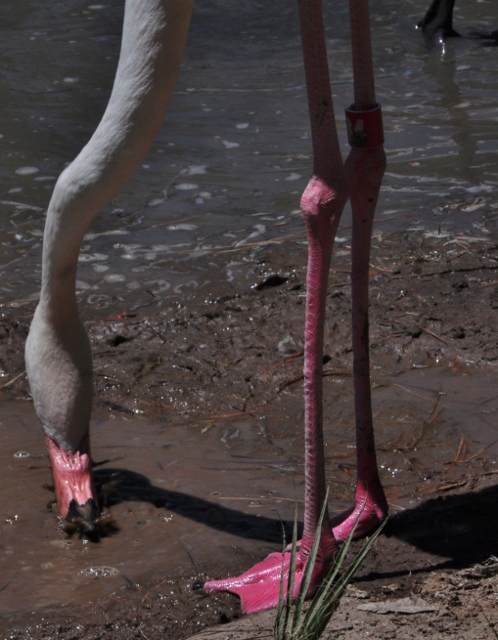 flamingo